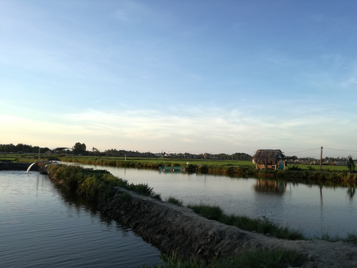 a house in the middle of nothing in a rice field in hoi an