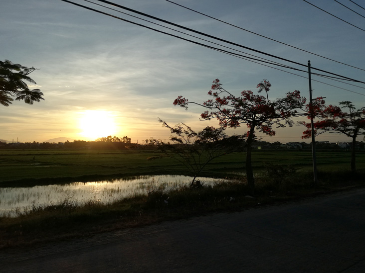 sunset in a rice field in hoi an