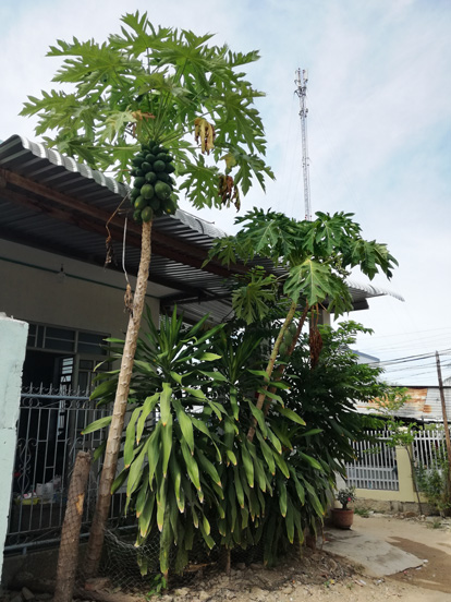 fruit trees around po klong garai