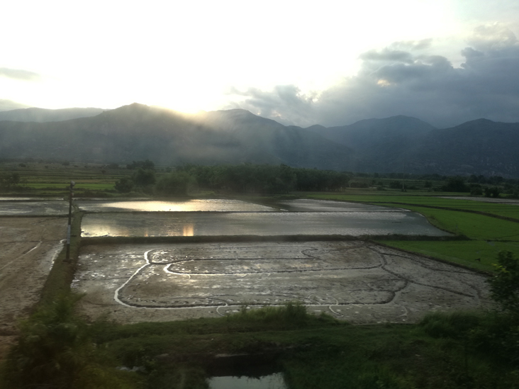 amazing rice fiel with mountains behind in vietnam